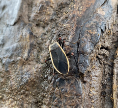 Iphita limbata