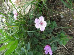 Geranium hayatanum
