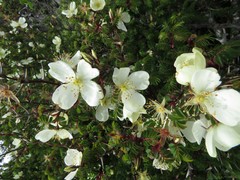 Rosa sericea morrisonensis