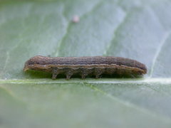 Diarsia rubi