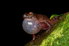 Raorchestes marki