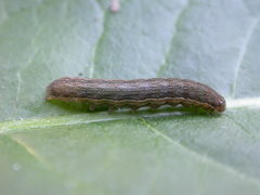 Diarsia rubi