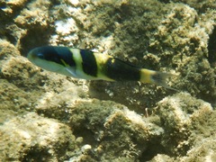 Thalassoma jansenii