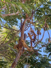 Ailanthus altissima