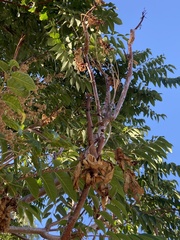 Ailanthus altissima