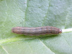 Diarsia rubi