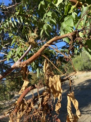 Ailanthus altissima