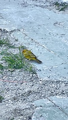Sicalis flaveola