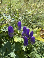 Aconitum volubile