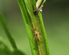 Stenodema trispinosum