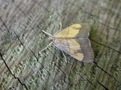 Evergestis limbata