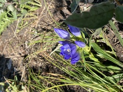 Gentiana decumbens