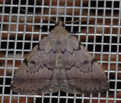 Zanclognatha dentata