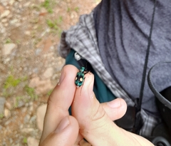 Pseudoxycheila bipustulata