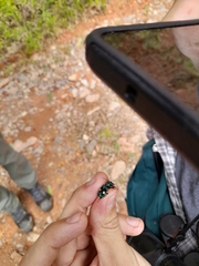 Pseudoxycheila bipustulata