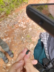 Pseudoxycheila bipustulata