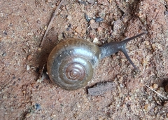 Macrochlamys indica