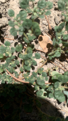 Euphorbia serpens