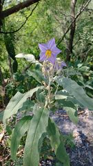 Solanum elaeagnifolium