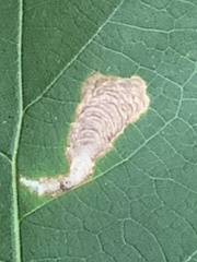 Coptotriche castaneaeella