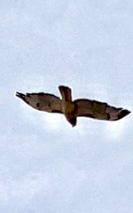 Buteo jamaicensis