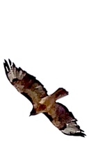 Buteo jamaicensis