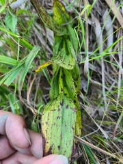 Epipactis gigantea