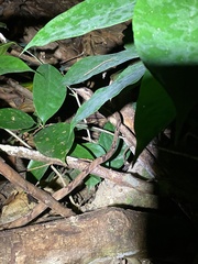 Boiga cynodon