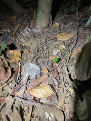 Boiga cynodon