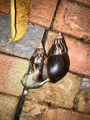 Lissachatina fulica