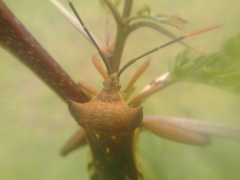 Mozena lunata