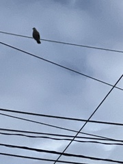 Streptopelia orientalis