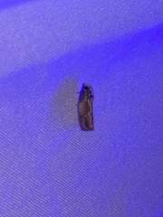 Eumarozia malachitana