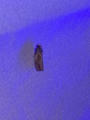 Eumarozia malachitana