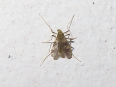 Psectrotanypus varius