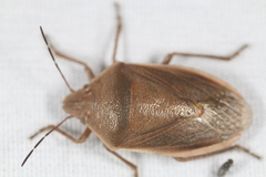 Chlorochroa senilis