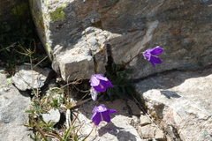 Campanula saxifraga