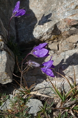 Campanula saxifraga