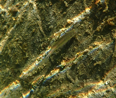 Ptychocheilus grandis