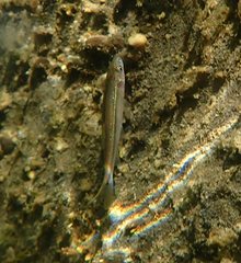 Ptychocheilus grandis
