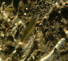 Ptychocheilus grandis