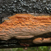 Erastia salmonicolor - Photo (c) caspar s, algunos derechos reservados (CC BY)