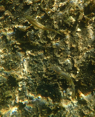 Ptychocheilus grandis