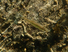 Ptychocheilus grandis