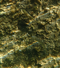 Ptychocheilus grandis