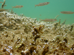 Ptychocheilus grandis