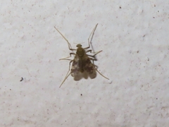 Psectrotanypus varius