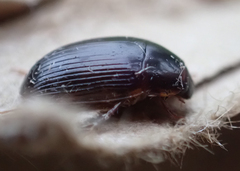 Cymbiodyta bifidus
