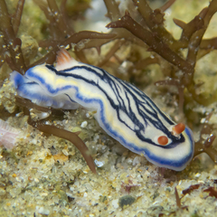 Hypselodoris maritima