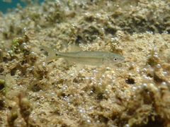 Ptychocheilus grandis
